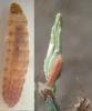 Phalonidia contractana